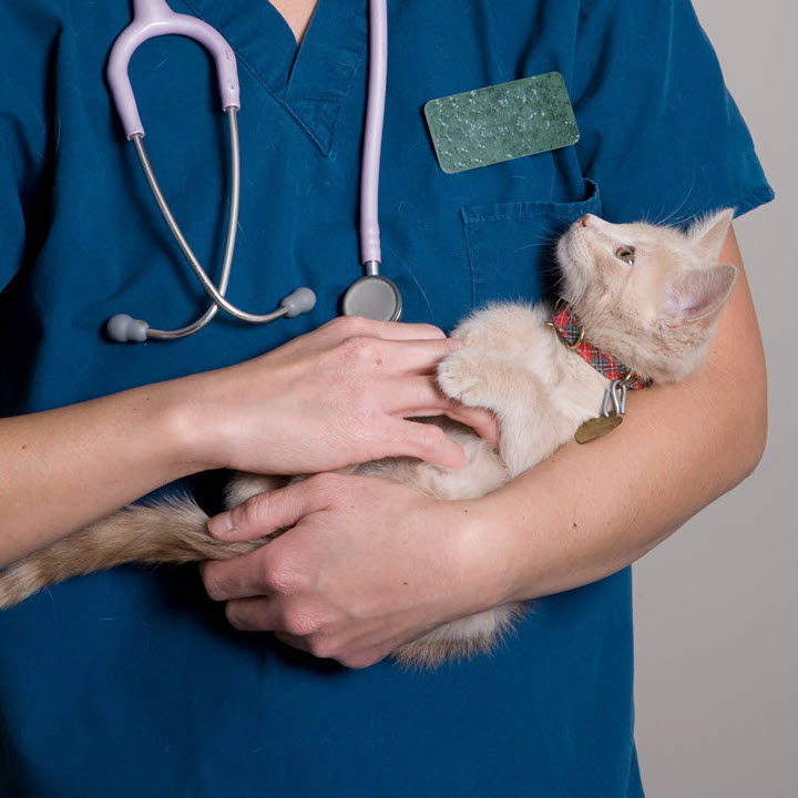 Doctor with Kitten