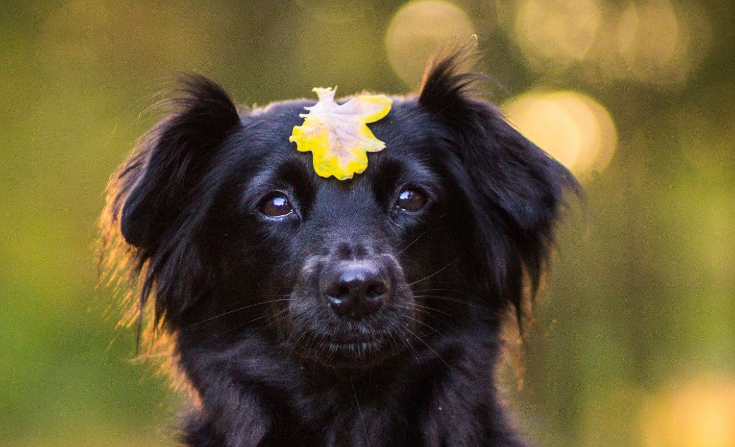 Black Dog with Flower on head