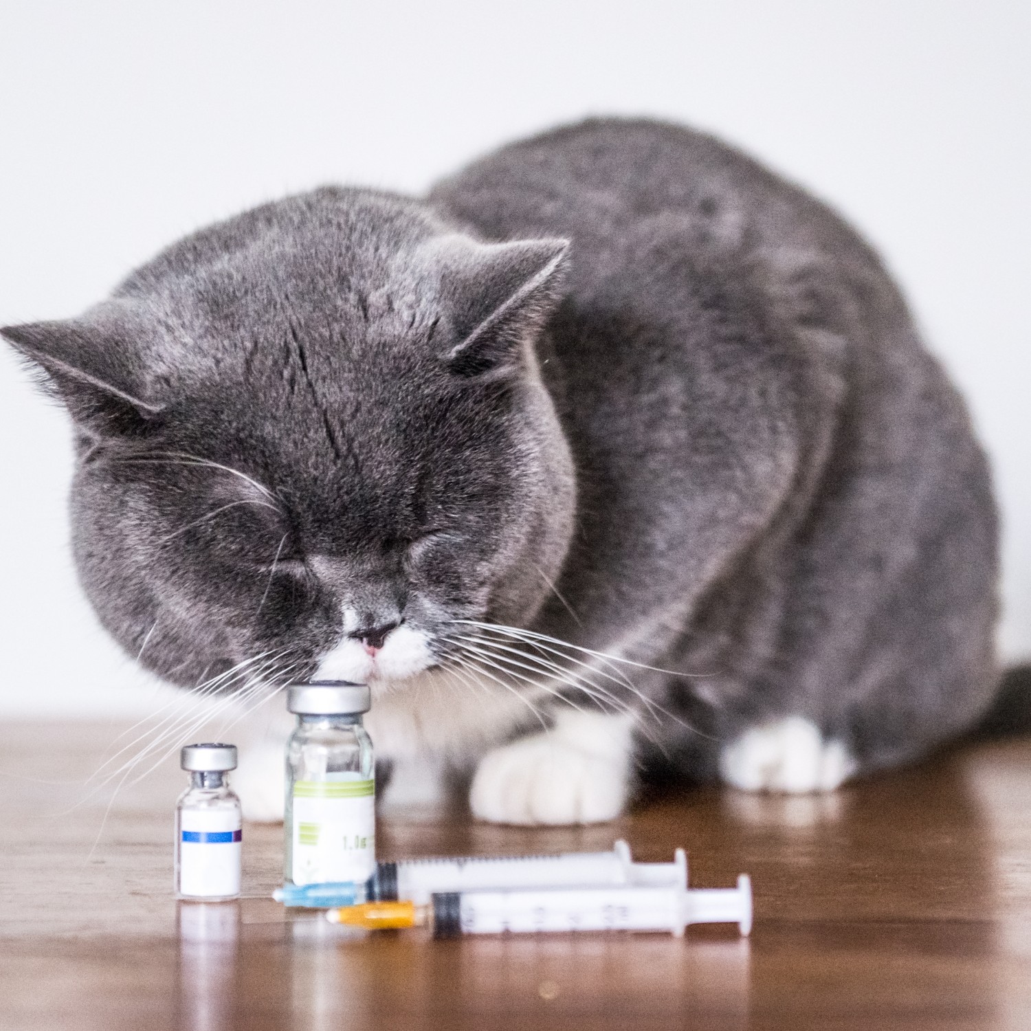 Grey Cat with Vaccines