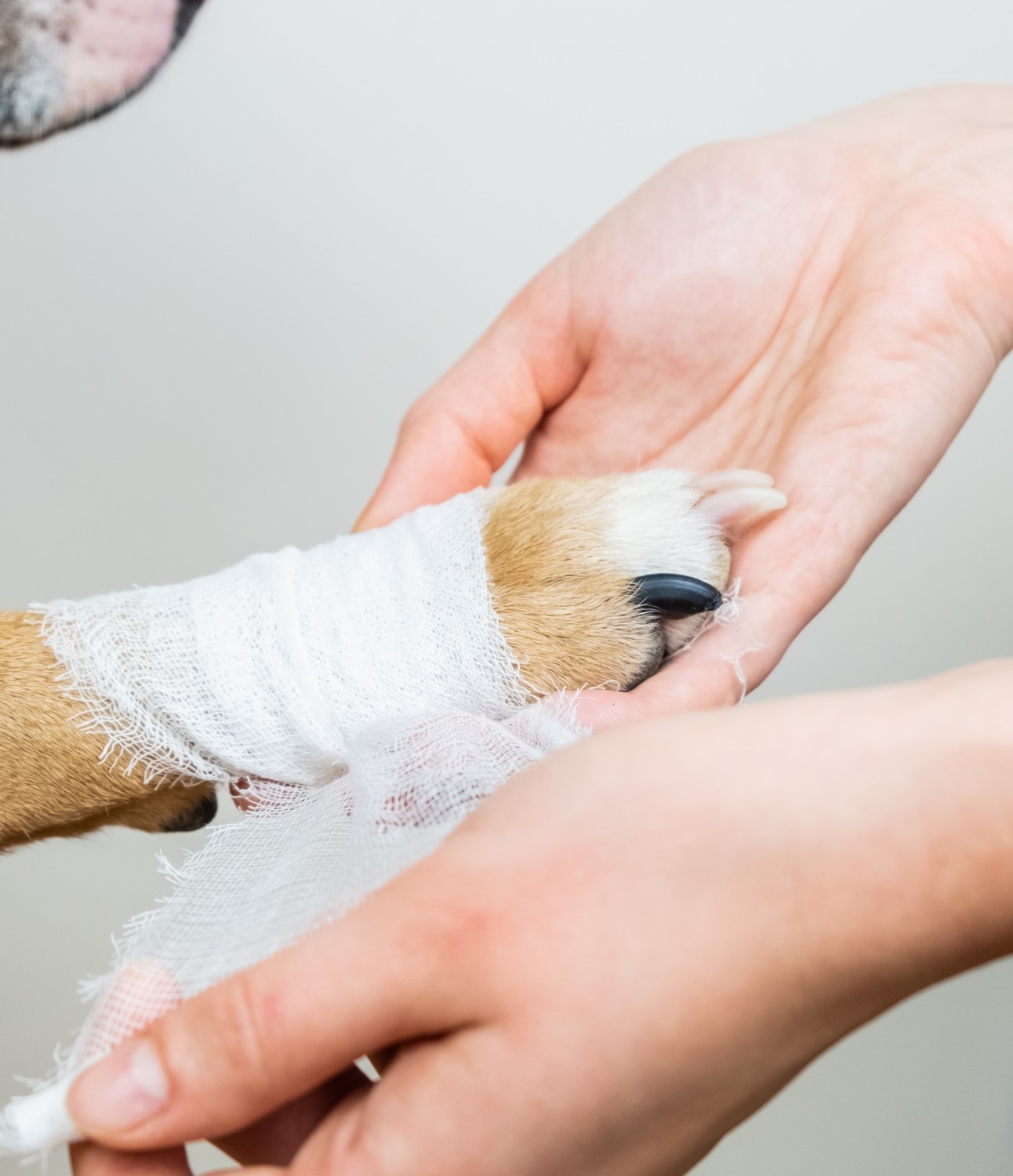 Wrapping a Paw Wrapping a Paw